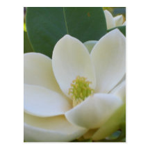 CricketDiane Southern Magnolias Post Cards