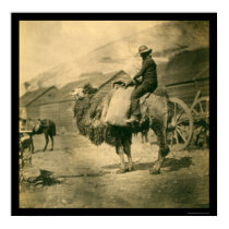 Crimean War Soldier on a Camel 1855 posters by lc_vintagephotos Crimean War Soldier on a Camel 1855 posters