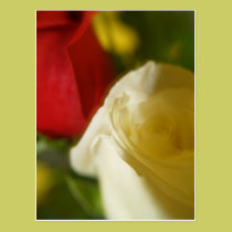 "Crimson and Cream" Postcard postcards