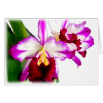 Crimson and Purple Cattleya Orchids cards by ElainePlesser Crimson and Purple Cattleya Orchids cards