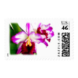 Crimson and Purple Cattleya Orchids postage