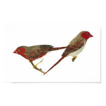 Crimson Finch (white-bellied) Pair posters