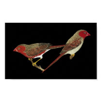 Crimson Finch (white-bellied) Pair posters