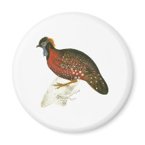 Crimson Horned Pheasant Magnets