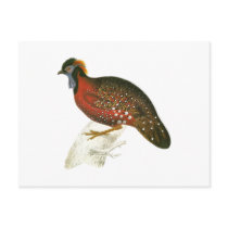 Crimson Horned Pheasant Post Cards