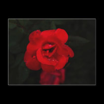 Crimson Lady postcards