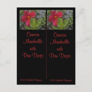 Crimson Mandevilla Bookmarks Postcard postcard