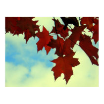 Crimson Maple posters by carlajean42 Crimson Maple posters