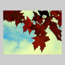 Crimson Maple posters