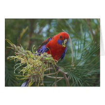 Crimson Rosella Card