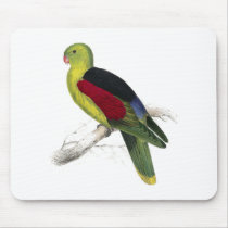 Crimson-Winged Parrakeet (Male adult) by Edward Le Mousemat