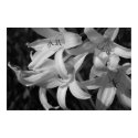 Crinum Black & White posters