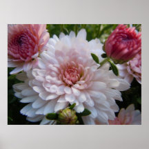 Crisantemo rosado suave impresiones