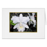 Crisp White Orchids in a Shady Garden Blank Cards