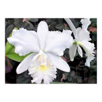 Crisp White Orchids in a Shady Garden posters