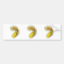 Cristatella mucedo bumper sticker