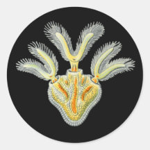 Cristatella mucedo round sticker