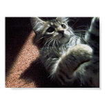 Critter