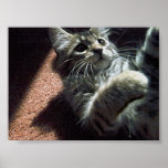 Critter posters