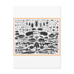 Critters Postcards