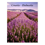 Croatia - Dalmatia Post Card