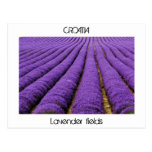 CROATIA - lavender fields Post Cards