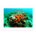 Croatia - Sea life Post Card