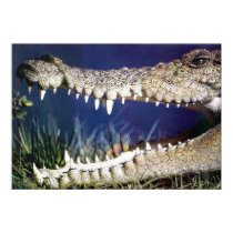 Croc posters