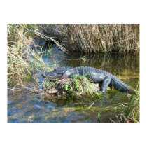 Croc posters