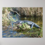 Croc posters