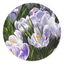 Croci stickers