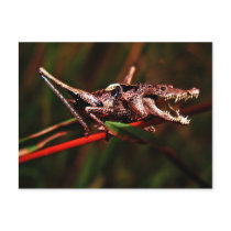 Crocket postcard