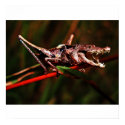 Crocket poster posters by Junglegeorge Crocket poster posters