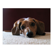 crockettsperfectpic post card