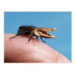 Crocobug Post Card