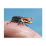 Crocobug Post Card