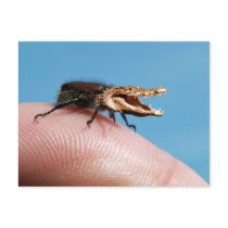 Crocobug Post Card