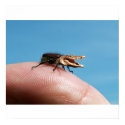 Crocobug poster posters by Junglegeorge Crocobug poster posters