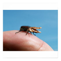 Crocobug poster posters