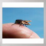 Crocobug poster posters