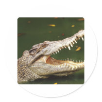 Crocodile and Caiman from Junglewalk.com stickers