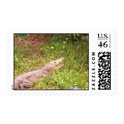 Crocodile at Belize Zoo.jpg Postage Stamps by aevans72