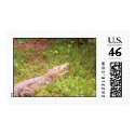 Crocodile at Belize Zoo.jpg postage by aevans72 Crocodile at Belize Zoo.jpg postage