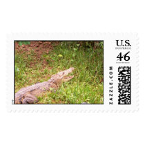 Crocodile at Belize Zoo.jpg postage