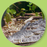 Crocodile Pin