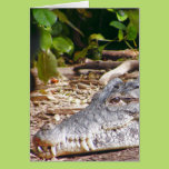 Crocodile Greeting Card