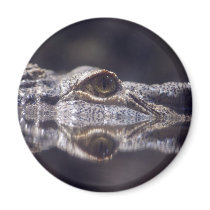 Crocodile Coming magnets by sharonsphotography Crocodile Coming magnets