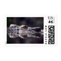 Crocodile Coming Postage Stamp