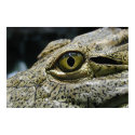 Crocodile eye posters by xlcus Crocodile eye posters