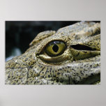 Crocodile eye posters